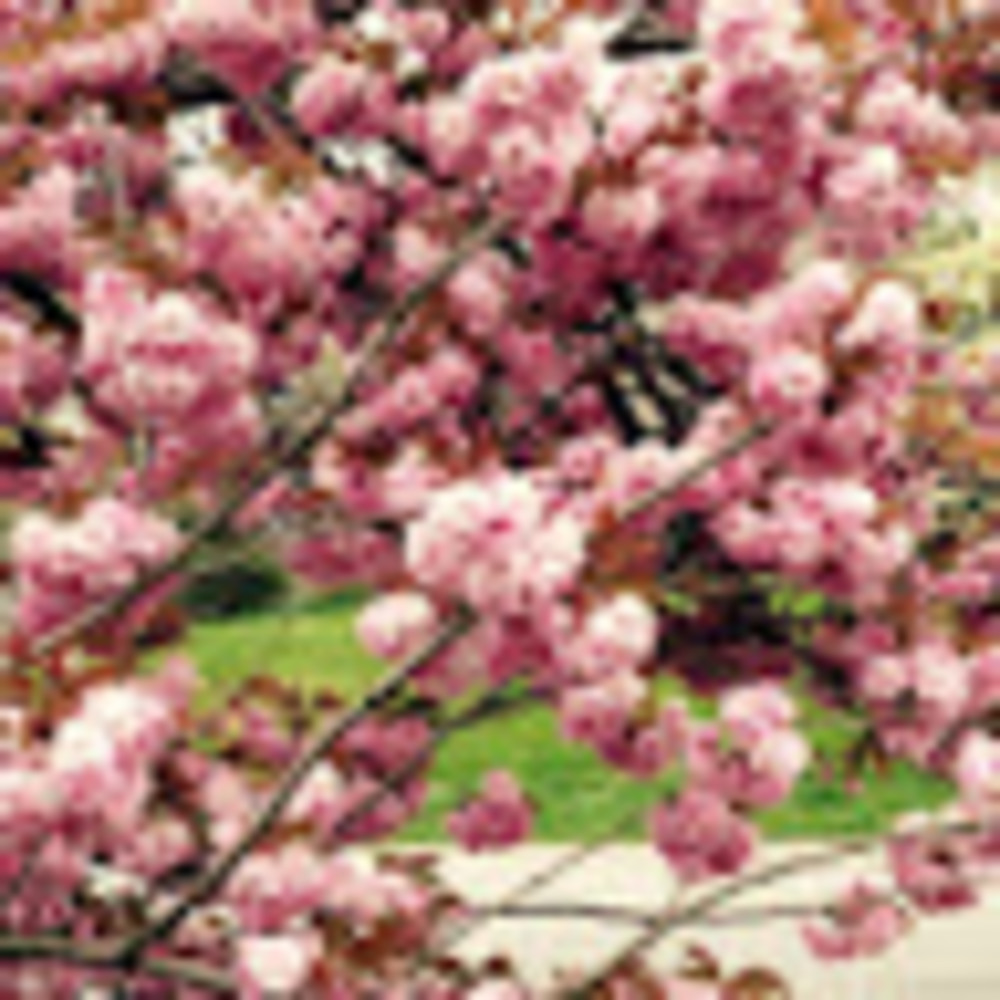 Meet your Posher, Rosa